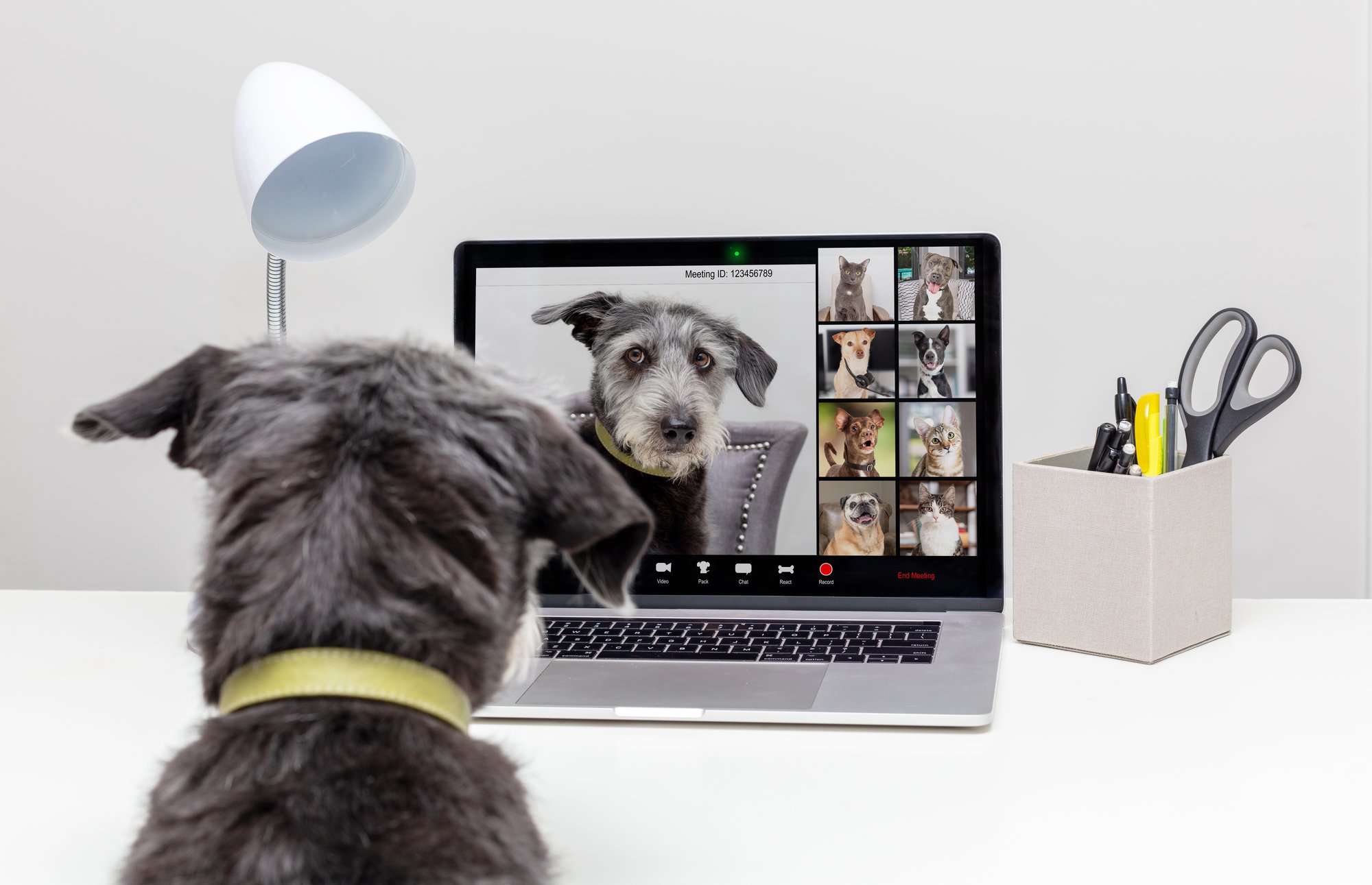 dog-laptop-meeting-leading