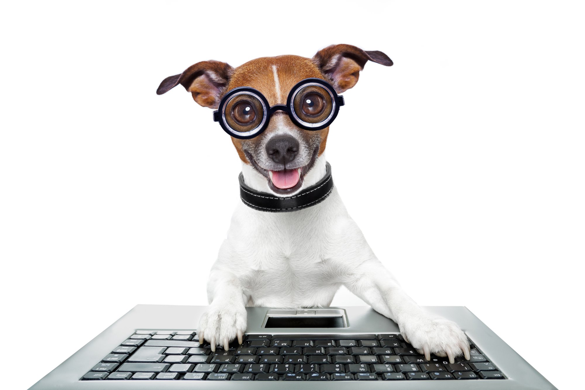 dog-glasses-laptop-typing